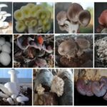Kurang Dari 10 Persen Jamur Dunia Bisa Dimakan, BRIN Ungkap Potensinya