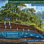 Kebakaran Gambut Sulit Dipadamkan, Pemulihan Hidrologi Jadi Kunci