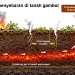 Singkong-APP, Inovasi BRIN Untuk Pengendalian Kebakaran Gambut